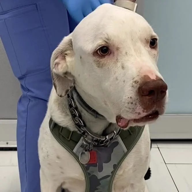 Apollo is 5-year-old male Labrador mix who had a gastrointestinal obstruction and aspiration pneumonia. Noelle's Ark provided funds toward Apollo&rsquo;s surgery to remove the obstruction and save his life. Apollo has recovered and is now back home w