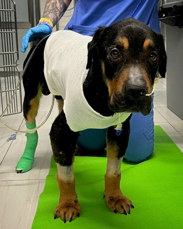 Scar is a 3-year-old male Rottweiler that had an infection in his chest cavity. Noelle's Ark provided the funds for Scar&rsquo;s surgery that were necessary to clear the infection. Scar is now happily back home with his family. #charity #animalcharit