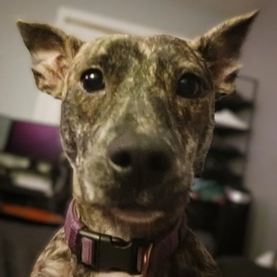 Charli is a 4 year old male pitbull mix who needed life-saving care for his heartworm diease. Noelle' Ark helped provide funds to cure Charli who is now happy and healthy with his loving family. #charity #animalcharity #pethealth #dog #doghealth #ani
