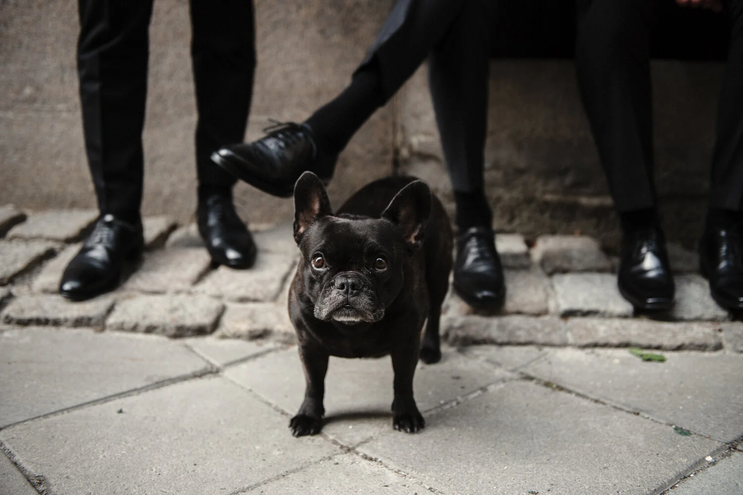Fransk bulldogg och lackskor på bröllop.