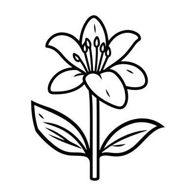 drawing of easter lily