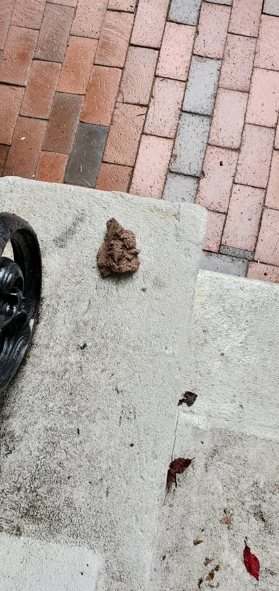 Human excrement on stoop, Mass Ave