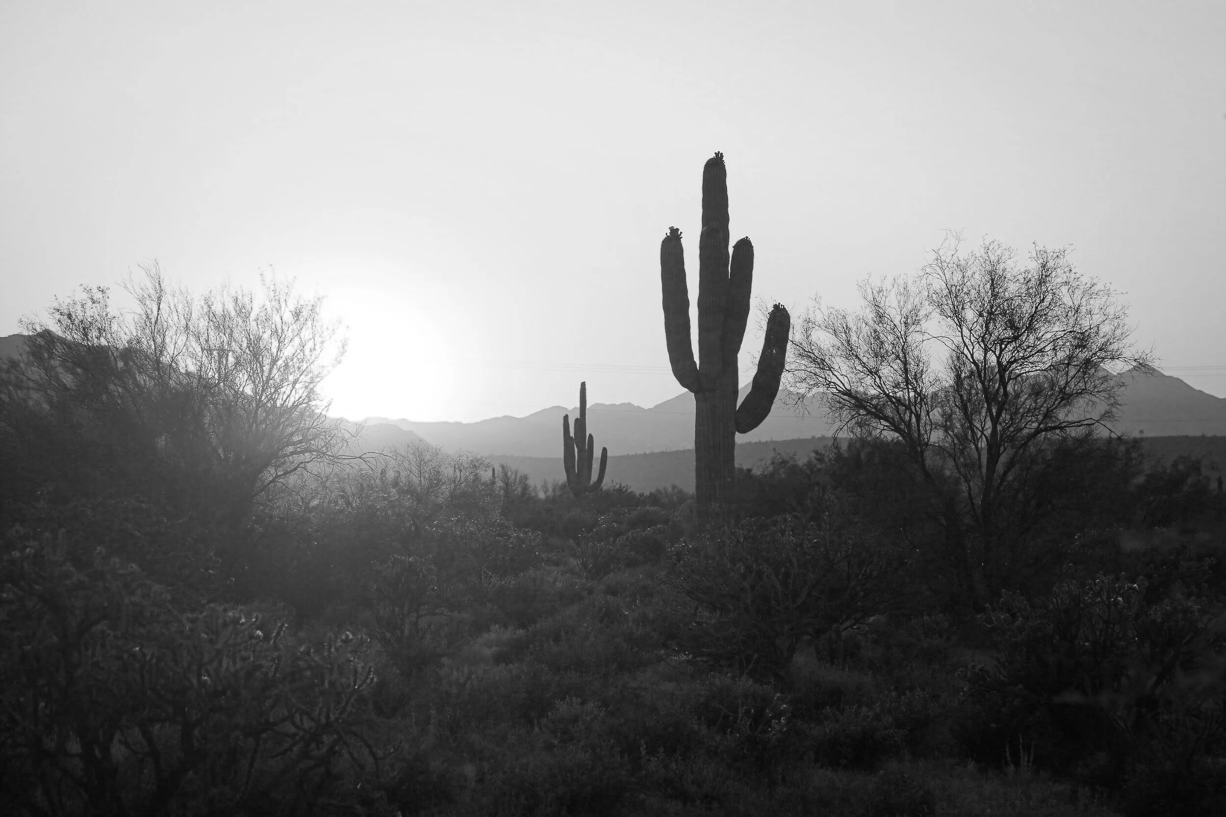 Spartan race: phx