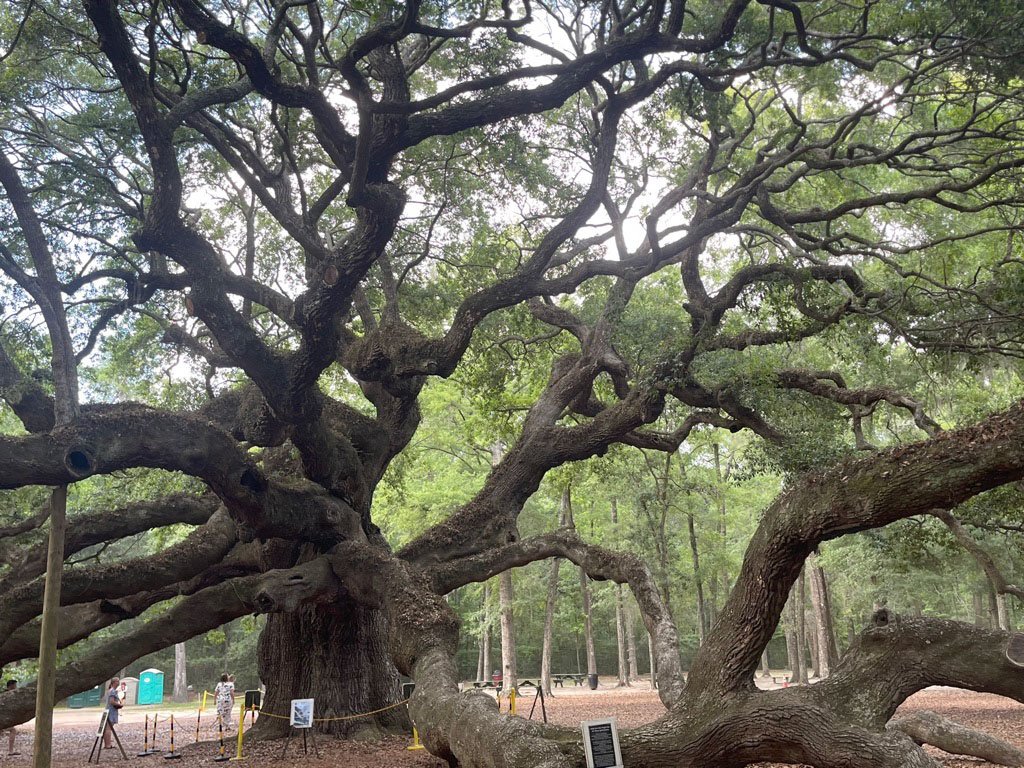 Angel Oak Tree, Johns Island
