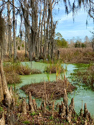 Audubon Swamp at Magnolia Plantation