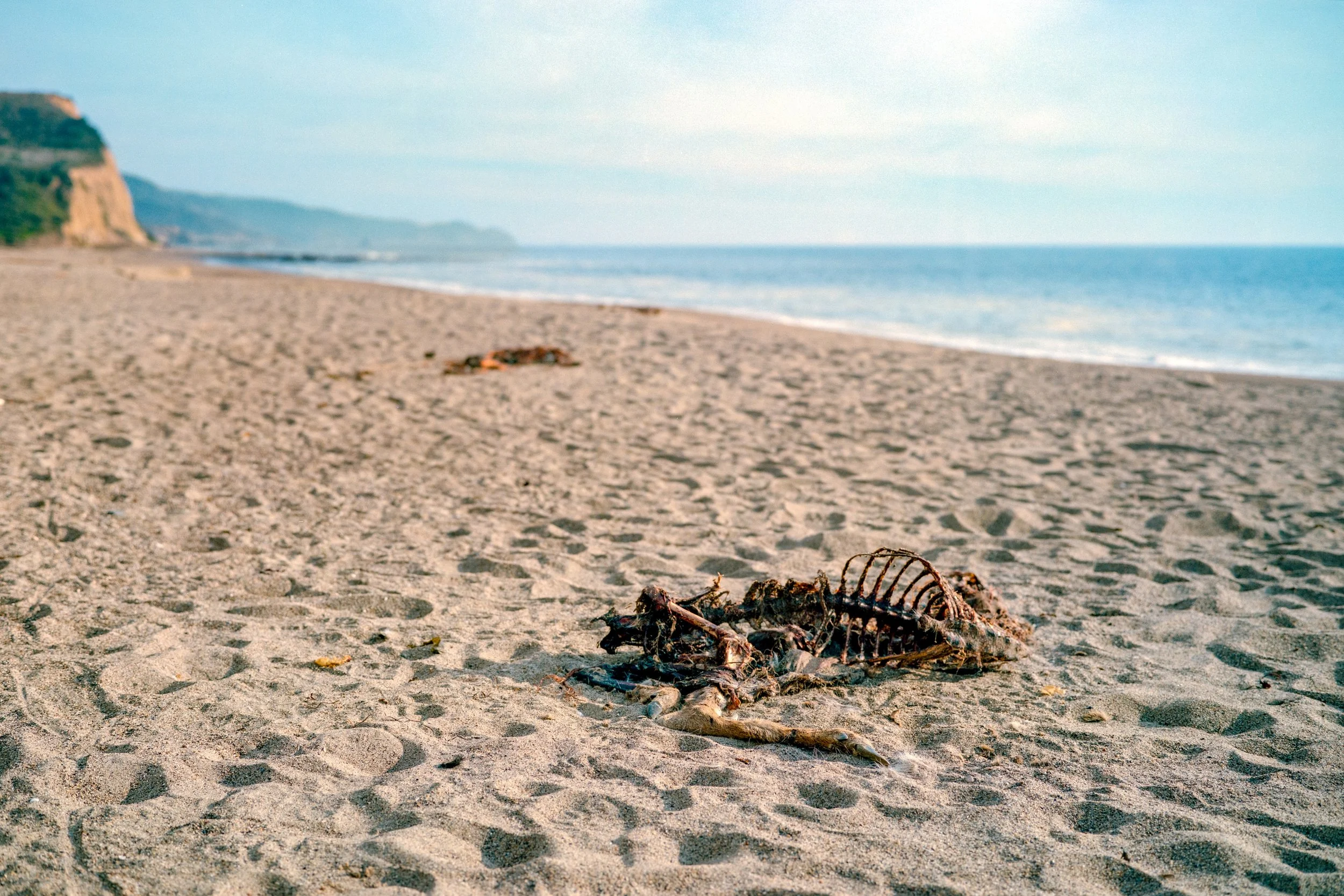 Deer | GW690 | Gold 200 | 2024