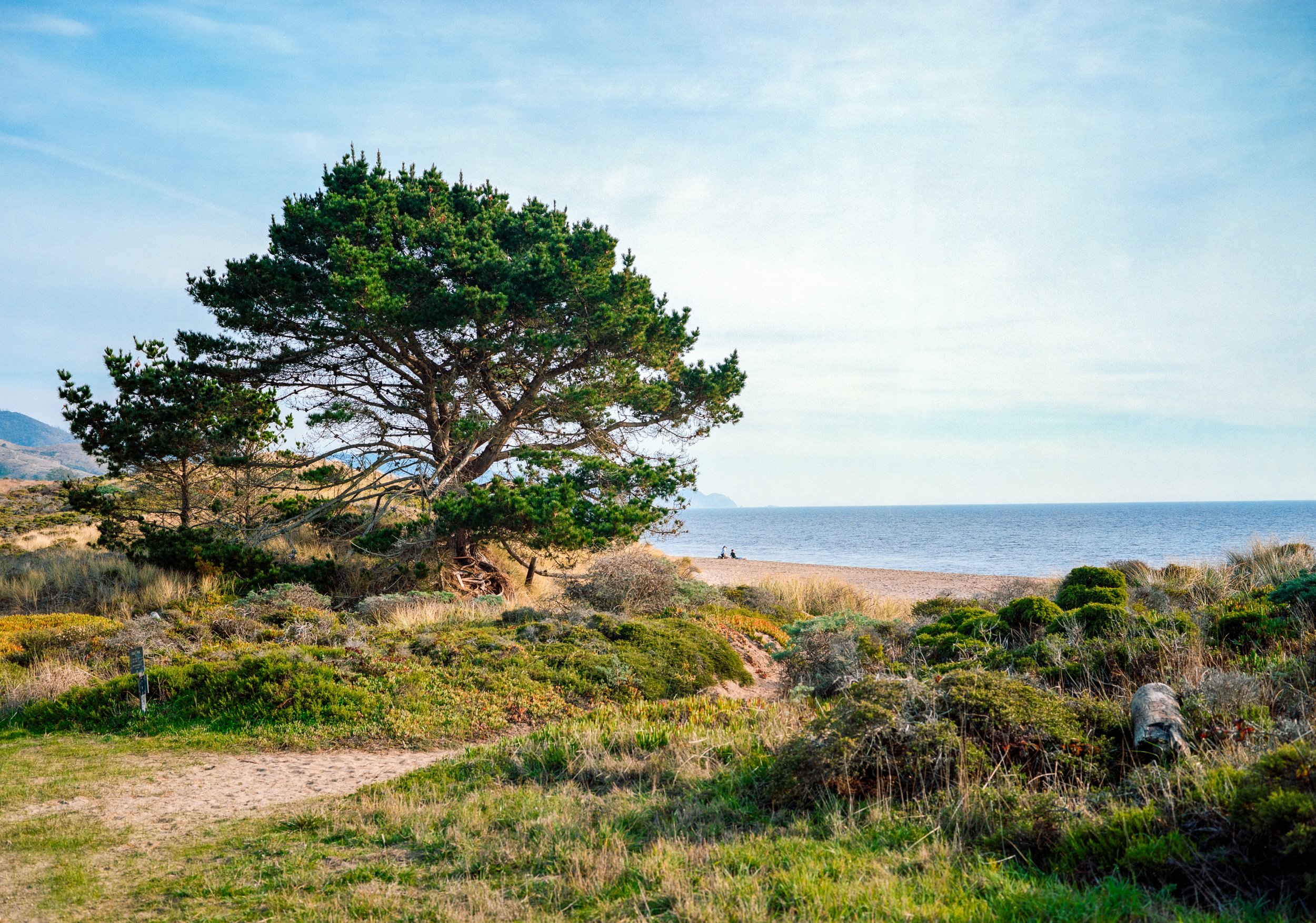 Sculptured Beach | GW690 | Gold 200 | 2024