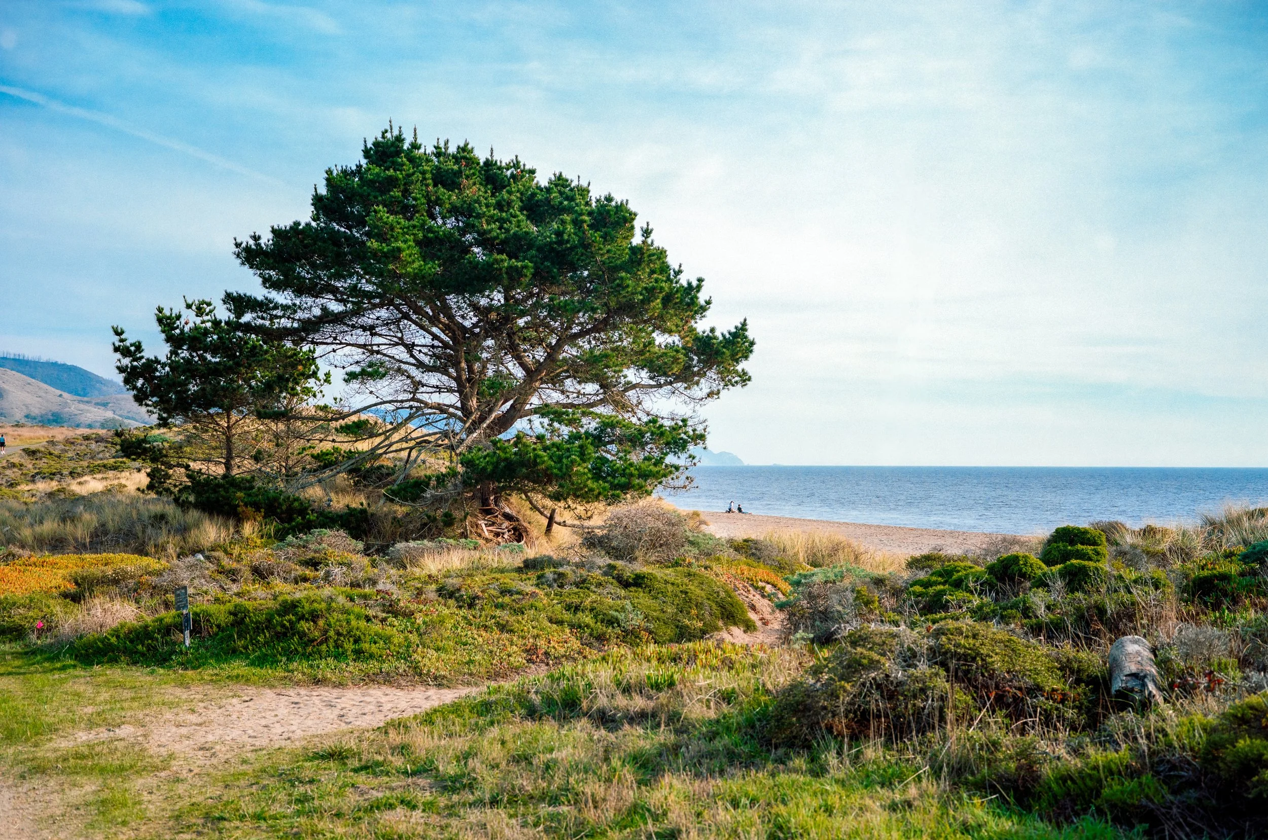 Sculptured Beach | GW690 | Gold 200 | 2024