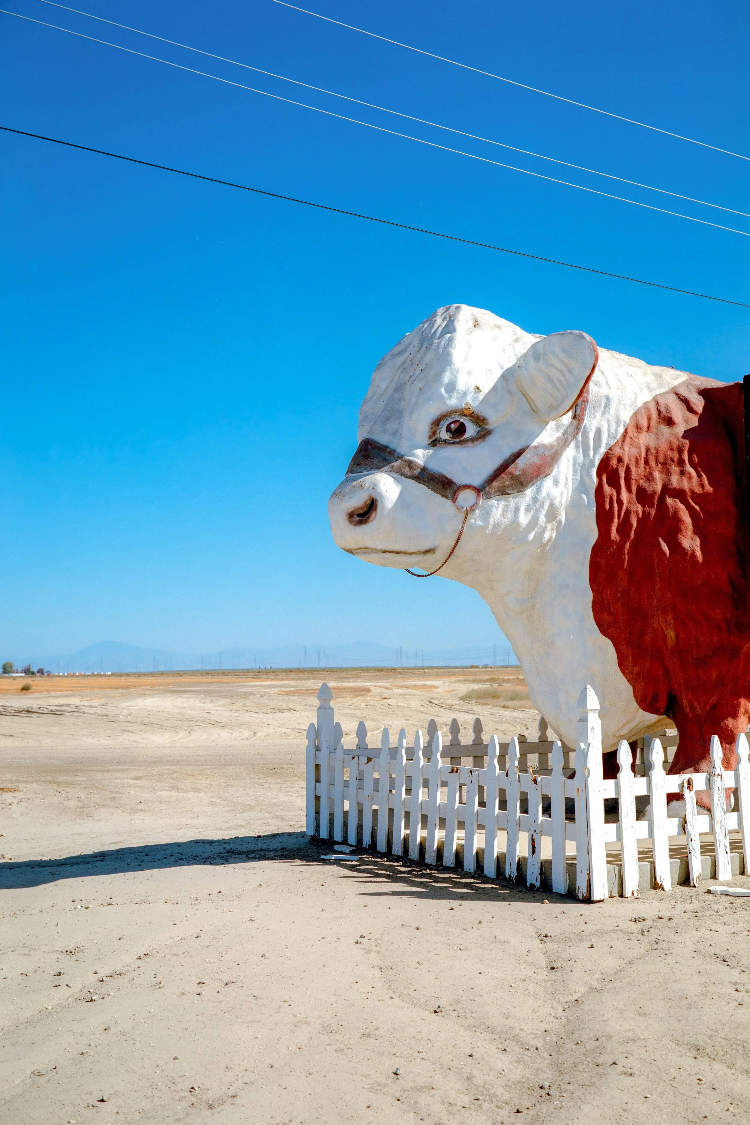 Otis | Bronica SQ | Gold 200 | 2025