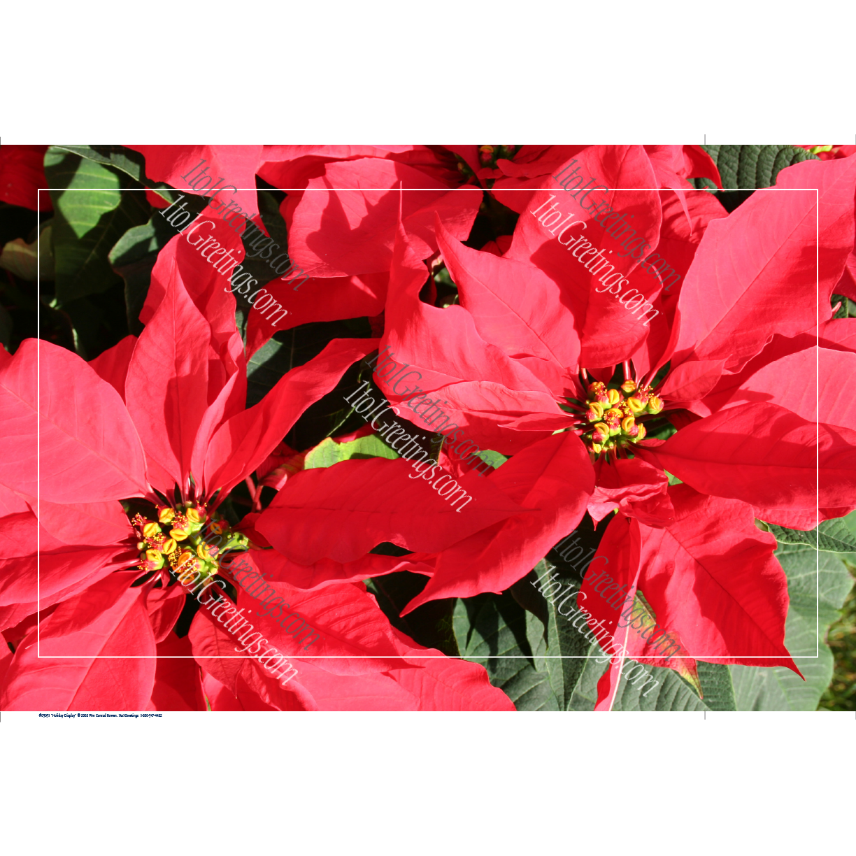 22021-05051-HolidayDisplay.png
