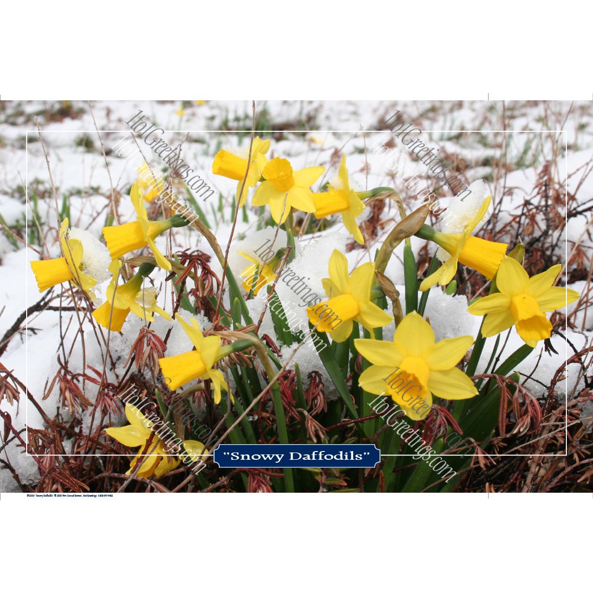 22022-01201-SnowyDaffodils.png