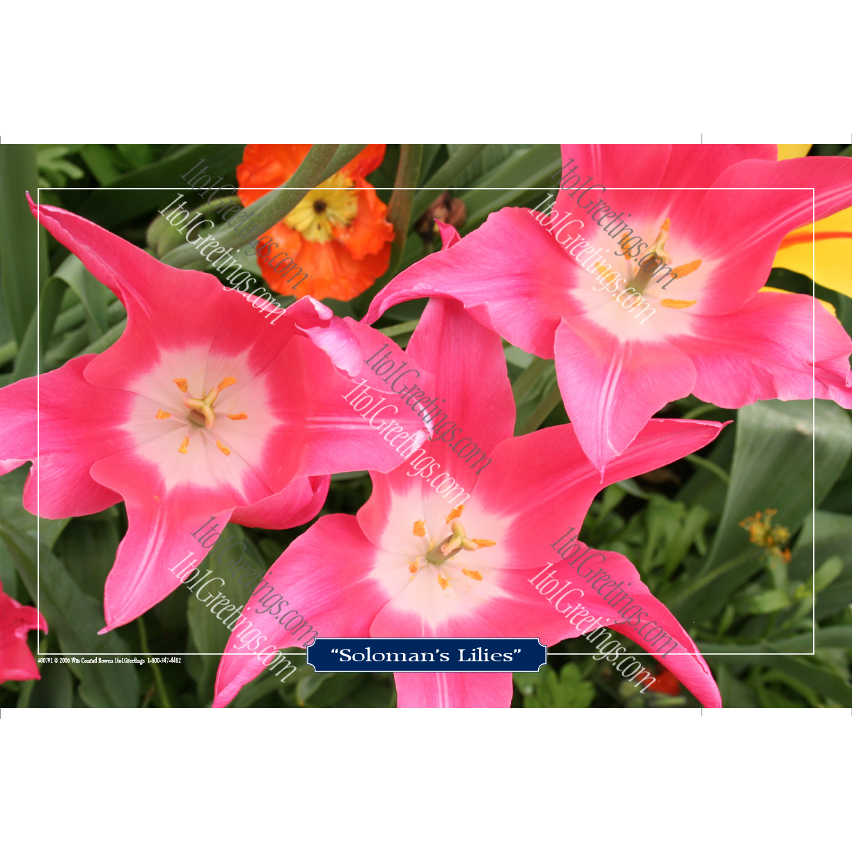 00791-Soloman'sLilies11x17.png