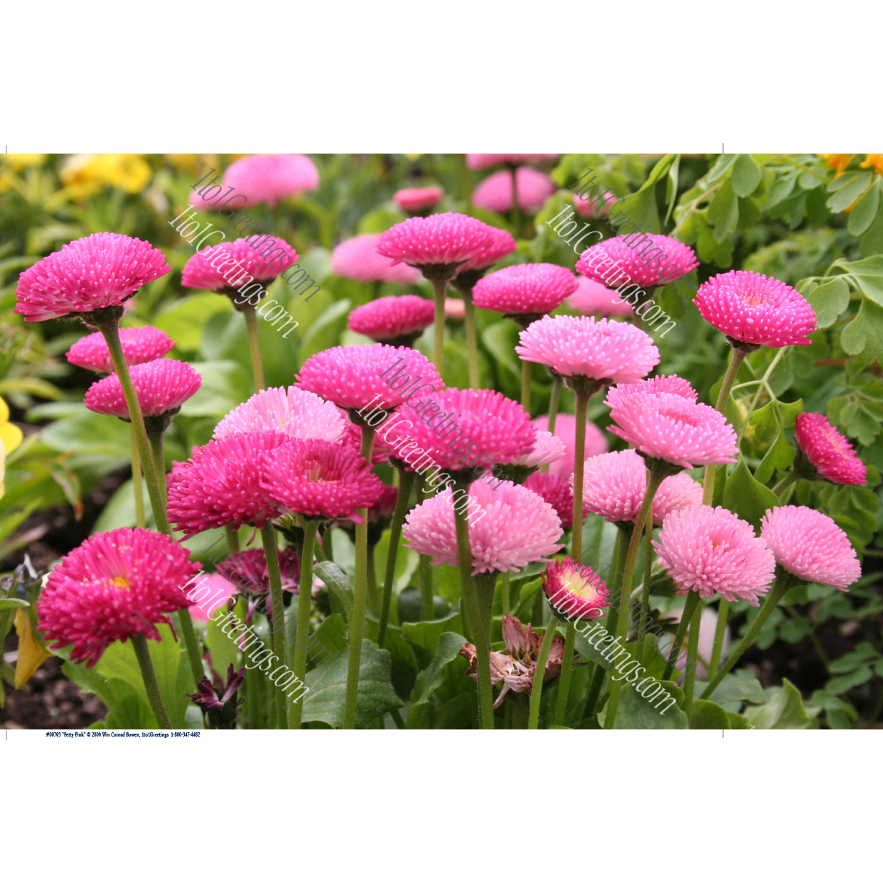 "Pretty Pink" Vibrant English Daisies