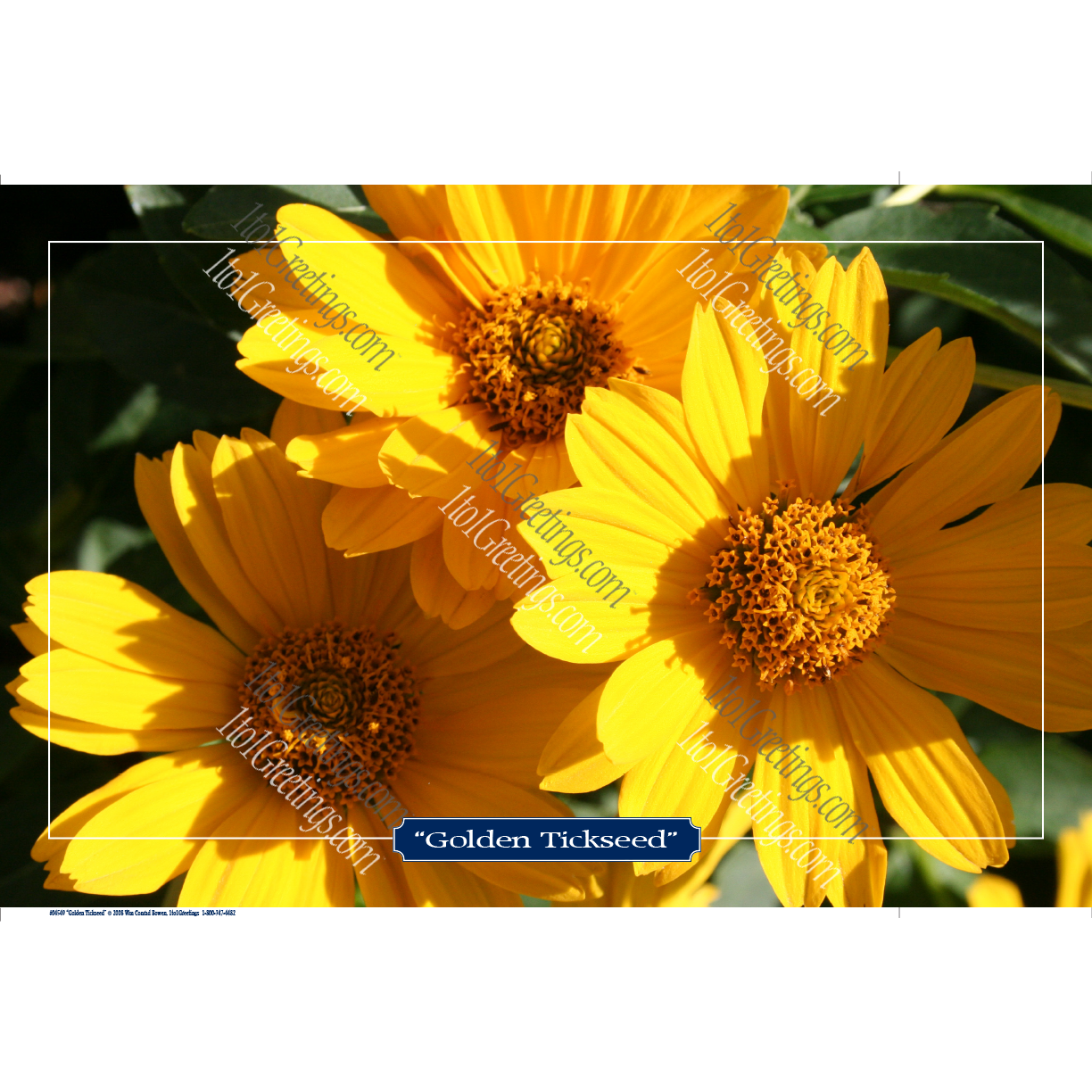 04549-GoldenTickseed 11x17.png