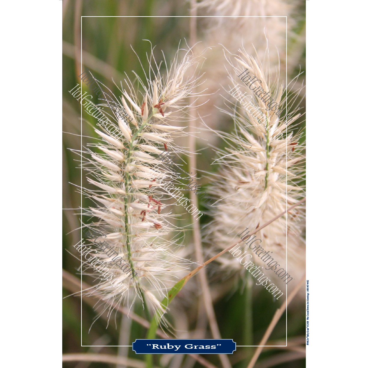 22022-04821v-RubyGrass.png