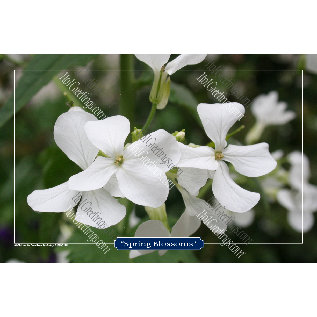00693-SpringBlossoms11x17.png