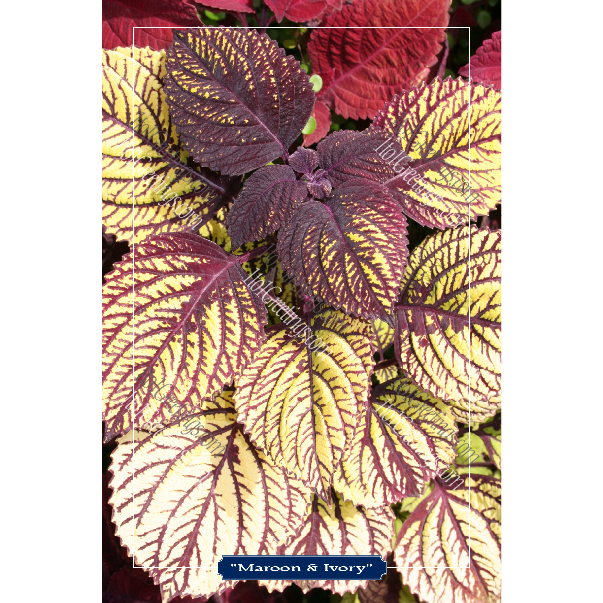 22021-04756-Maroon&Ivory.png