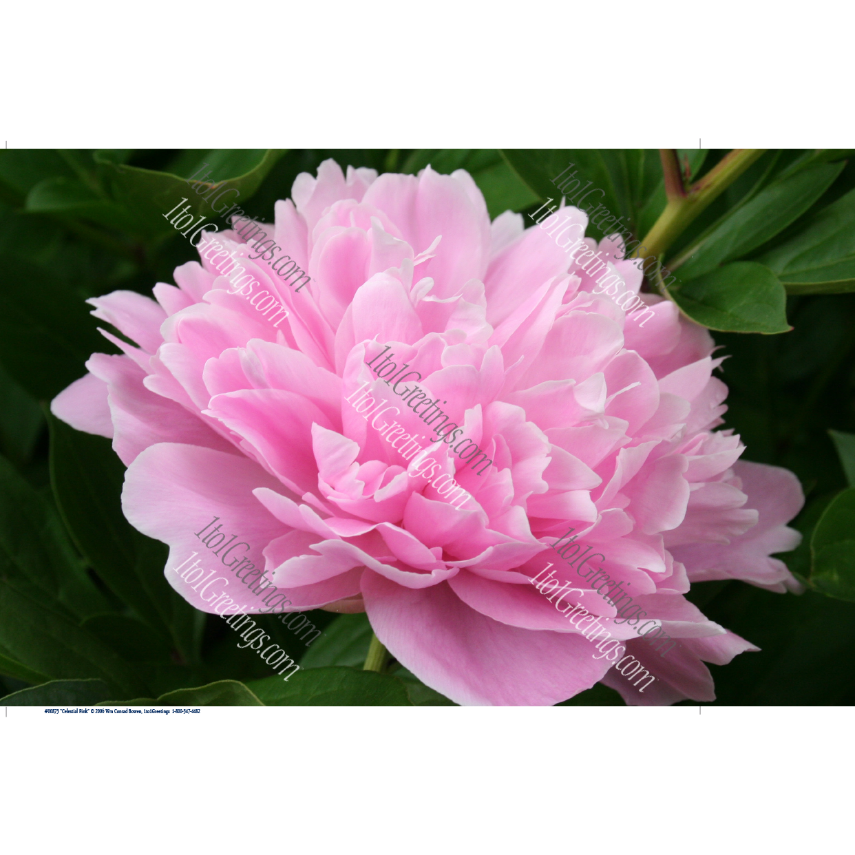 "Celestial Pink" – Peony Bloom