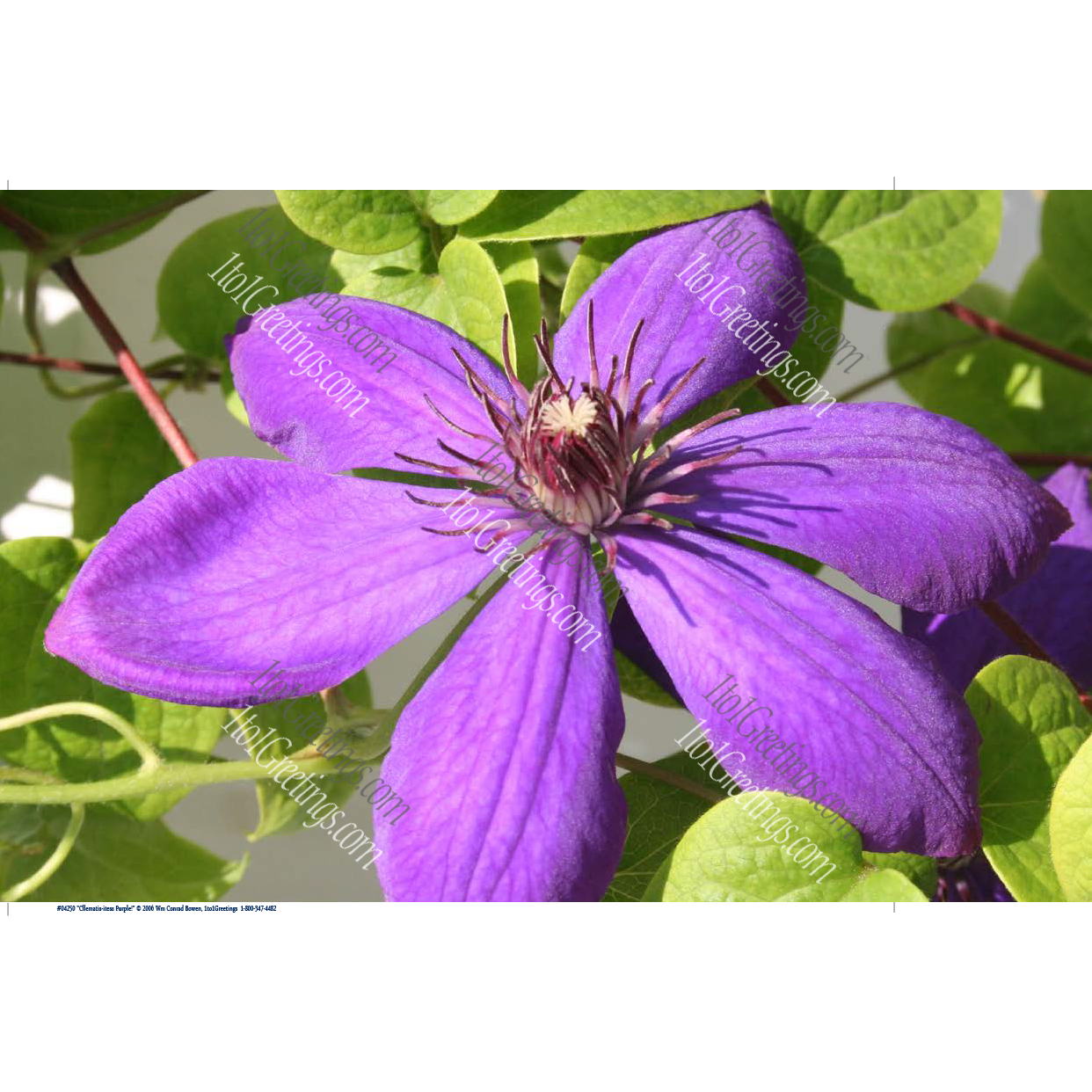 04250-Clematis-itesssPurple11x17.png