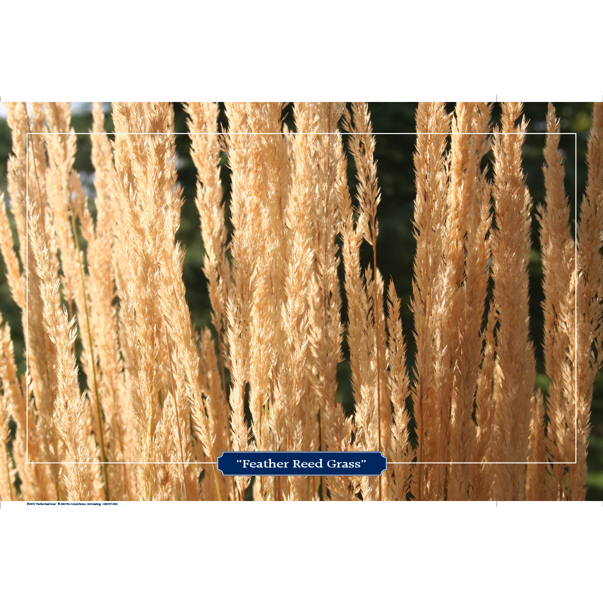 'Feather Reed Grass' Photo Art