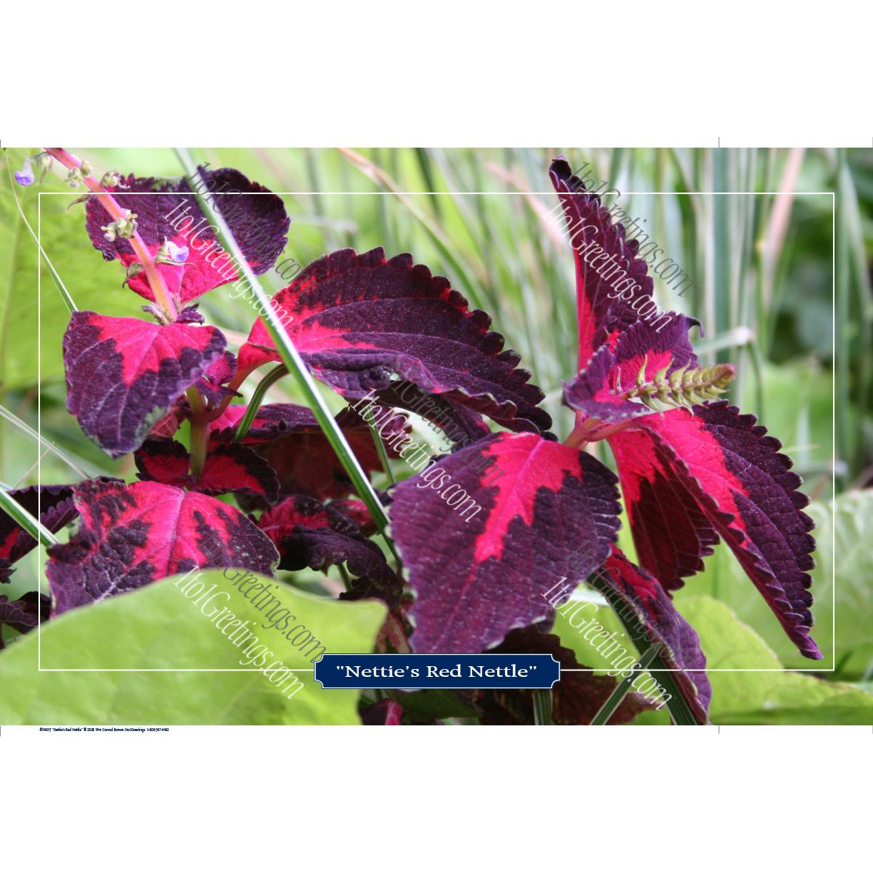 22022-04815-Nettie'sRedNettle.png