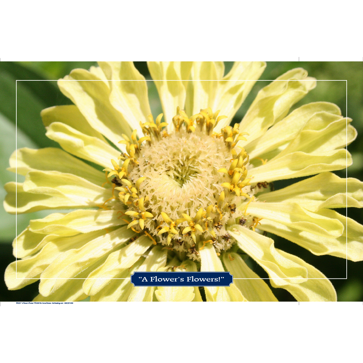 'A Flower's Flower' Photo Art