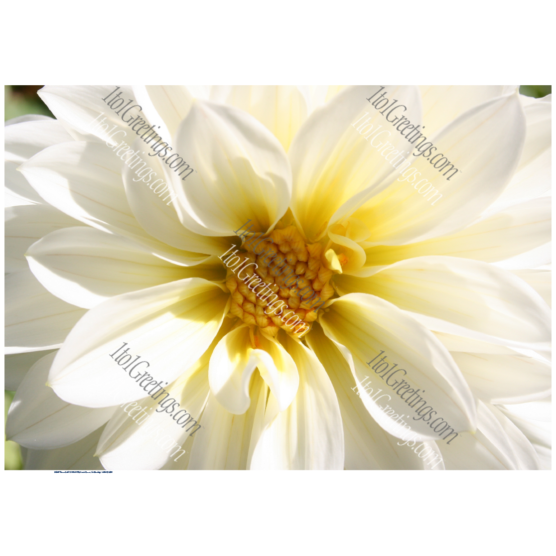 04600-GrownGold.png