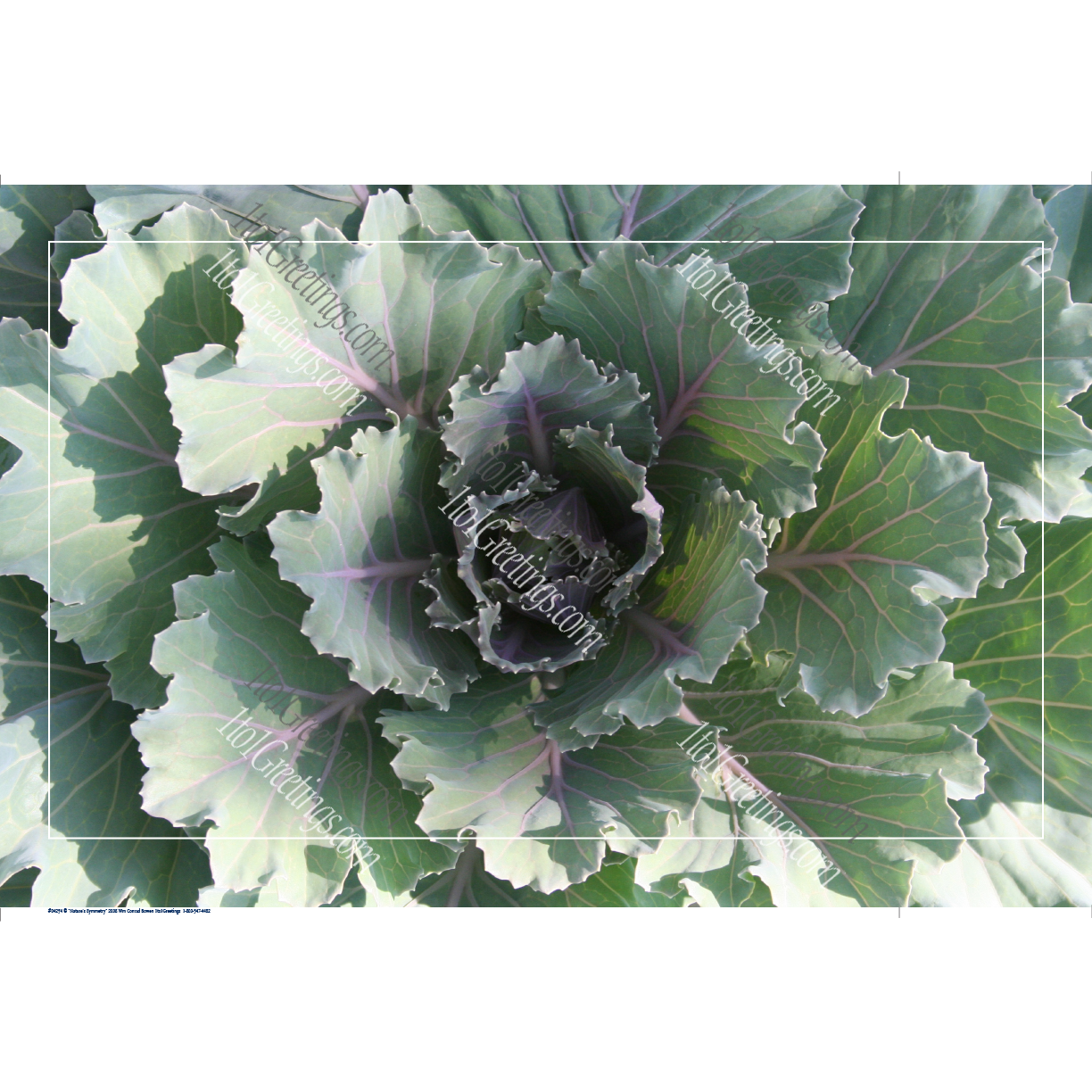 22021-04254-Nature'sSymmetry.png
