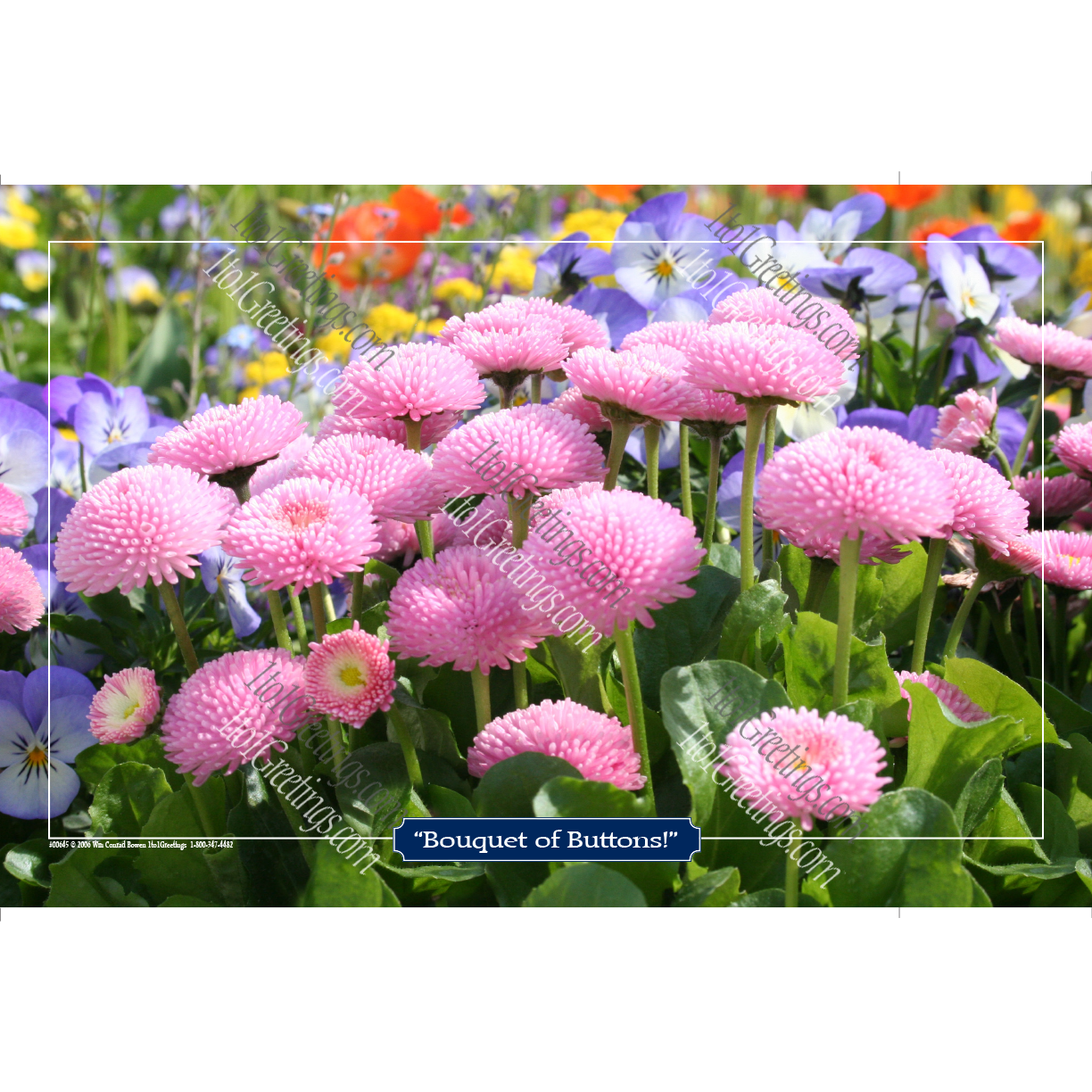 00645-BouquetOfButtons11x17.png