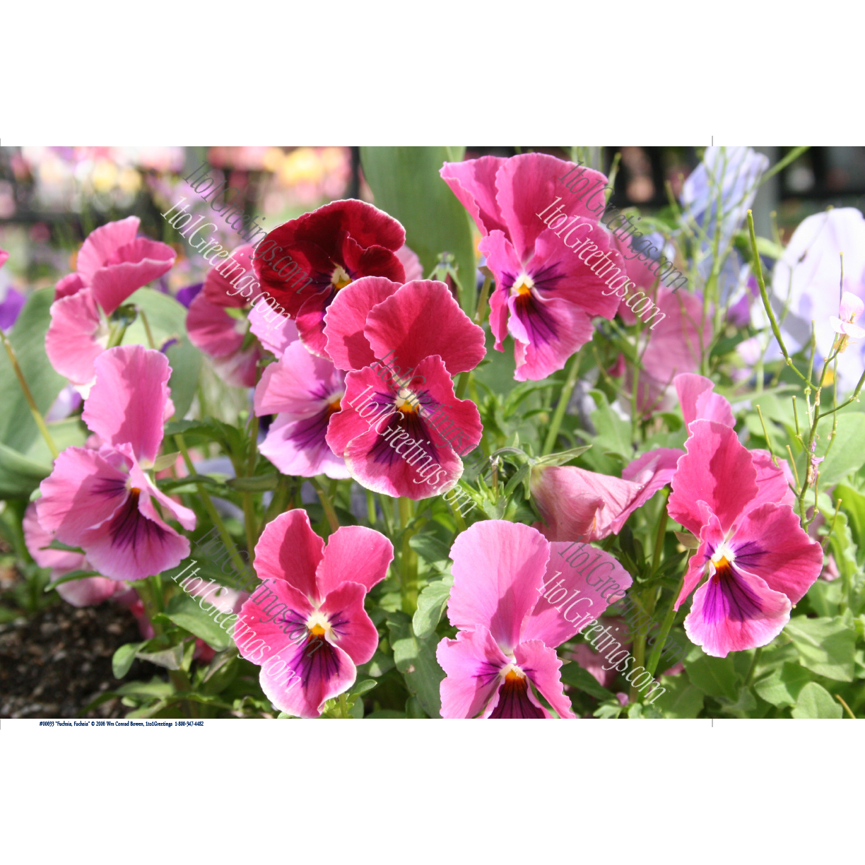 00633-FuchsiaFuchsia-11x17.png