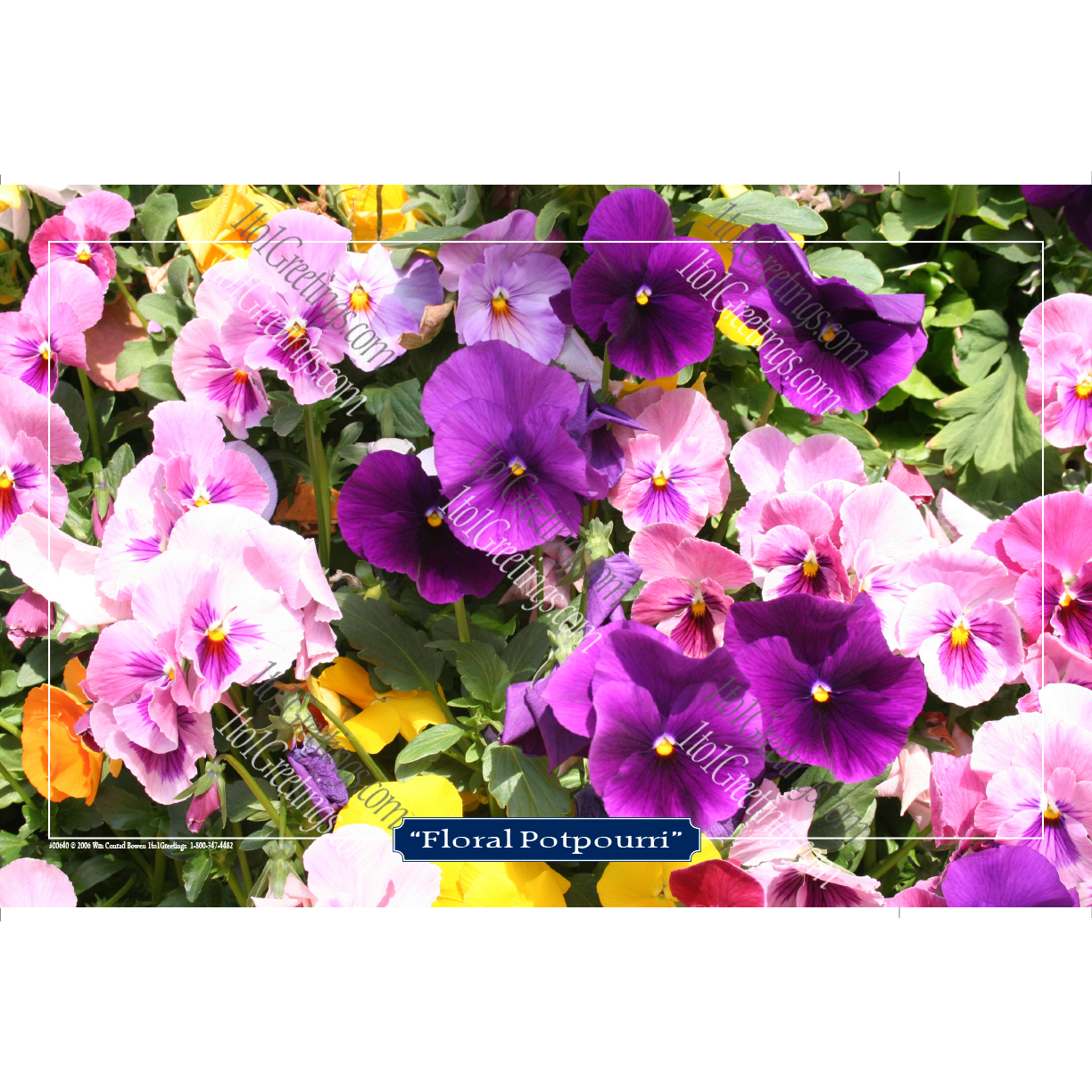 "Floral Potpourri Pansies" photo art print