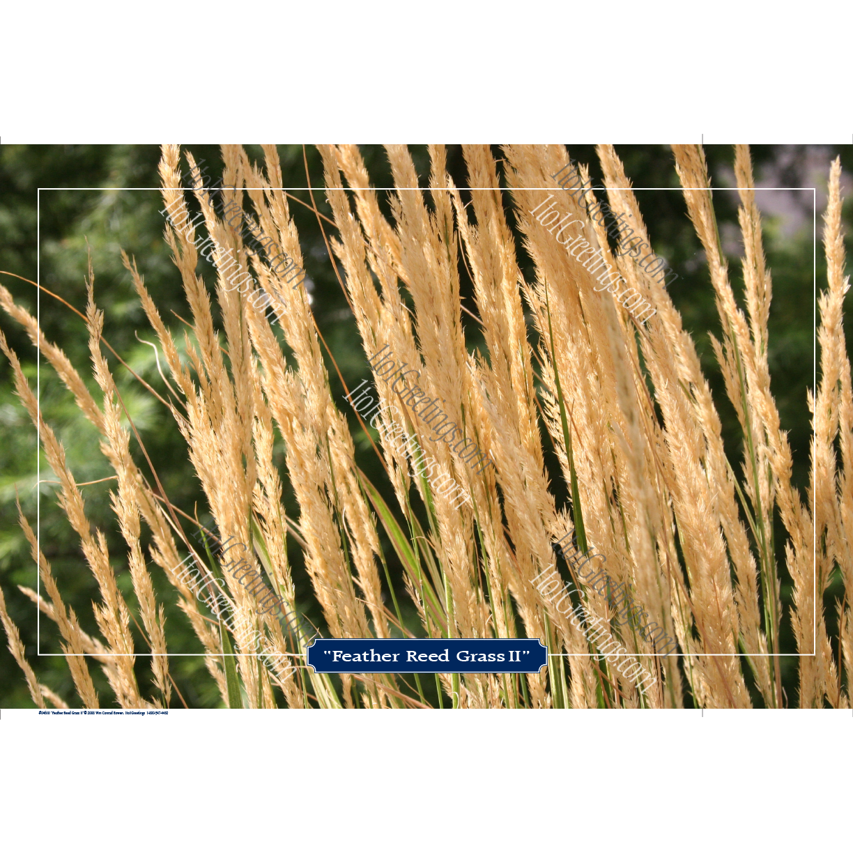 22022-04610-FeatherReedGrassII.png