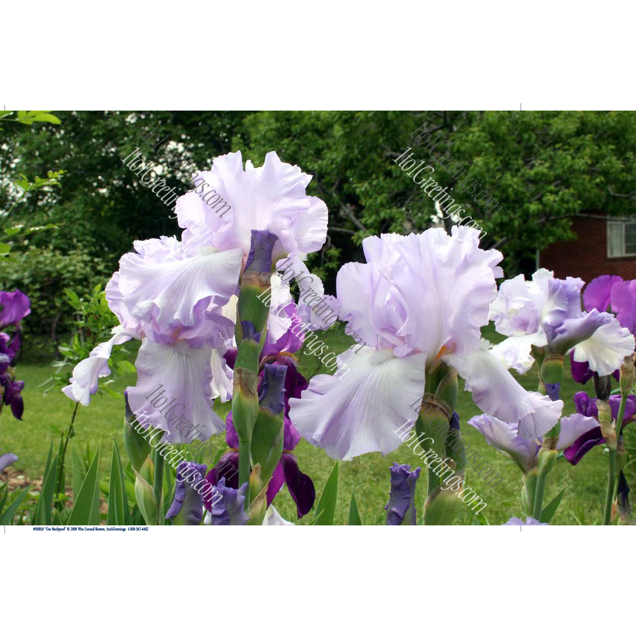 "Our Backyard Iris"