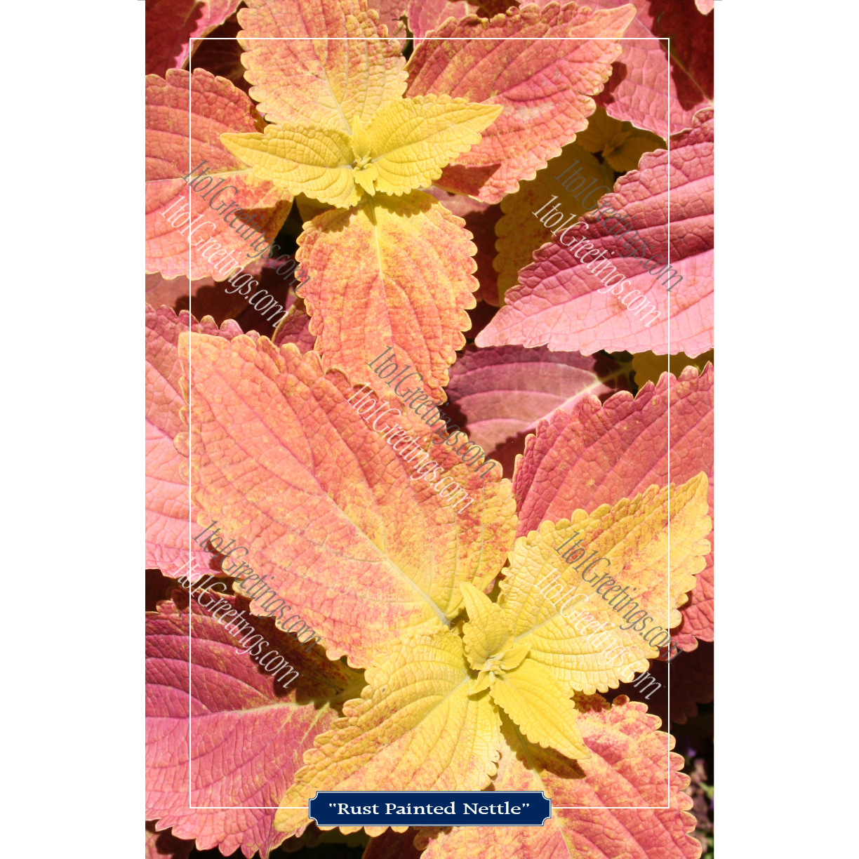 22021-04489-RustPaintedNettle.png