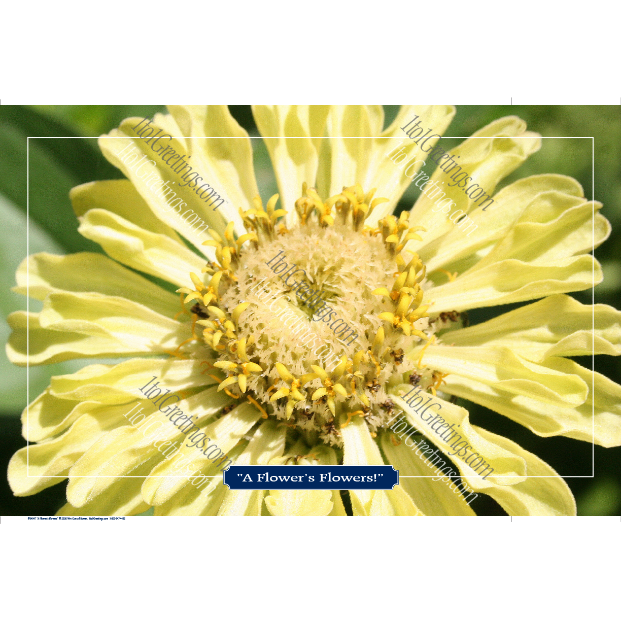 22022-04547-AFlower'sFlower.png