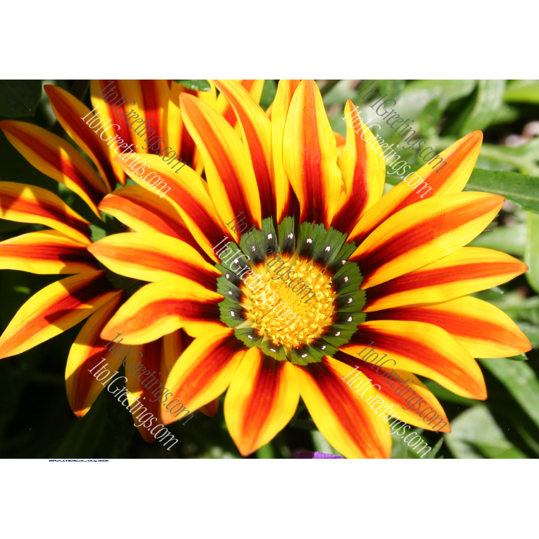 04568-FloralTreasure27x18-Wrap.png