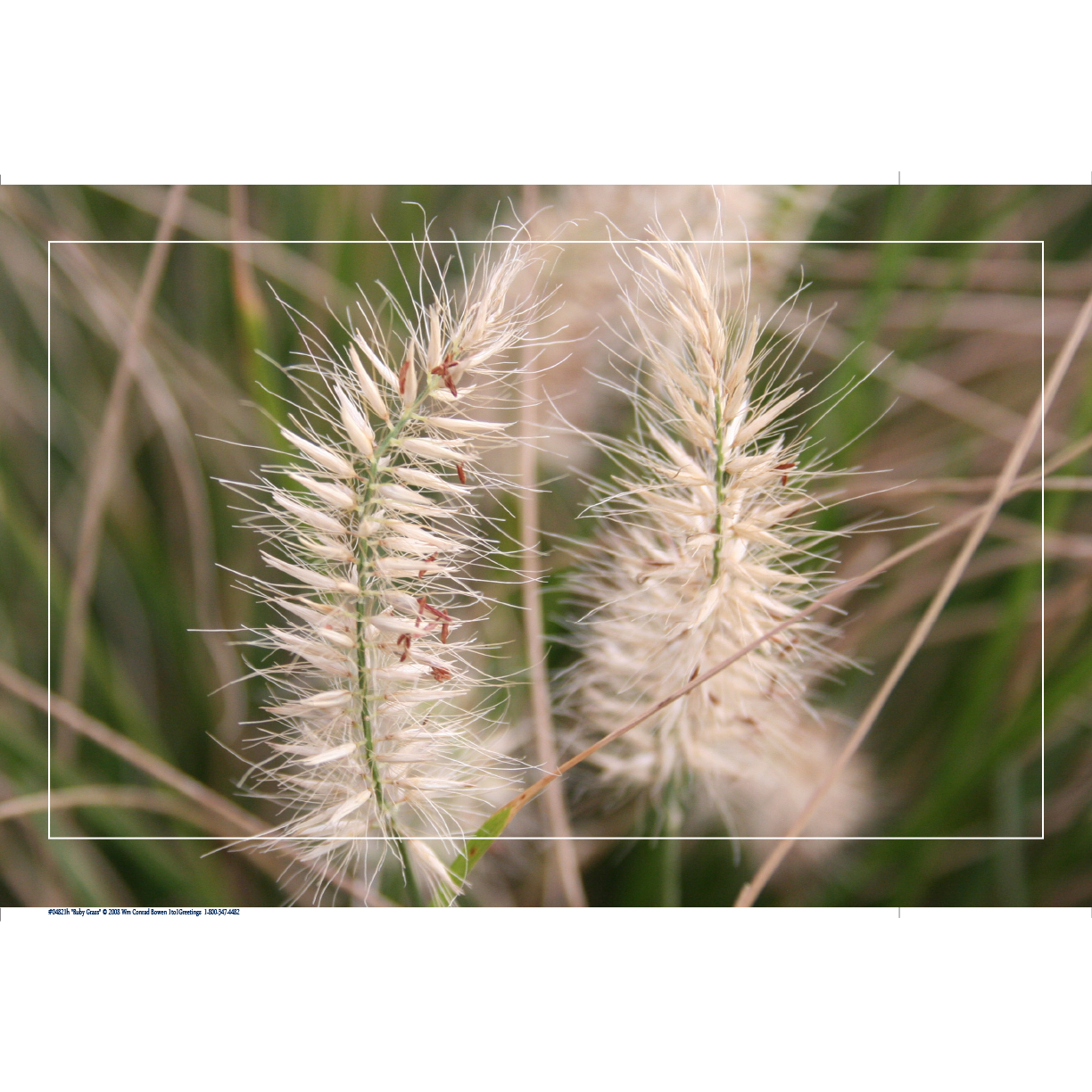 "Ruby Grass" Nature Photo Art