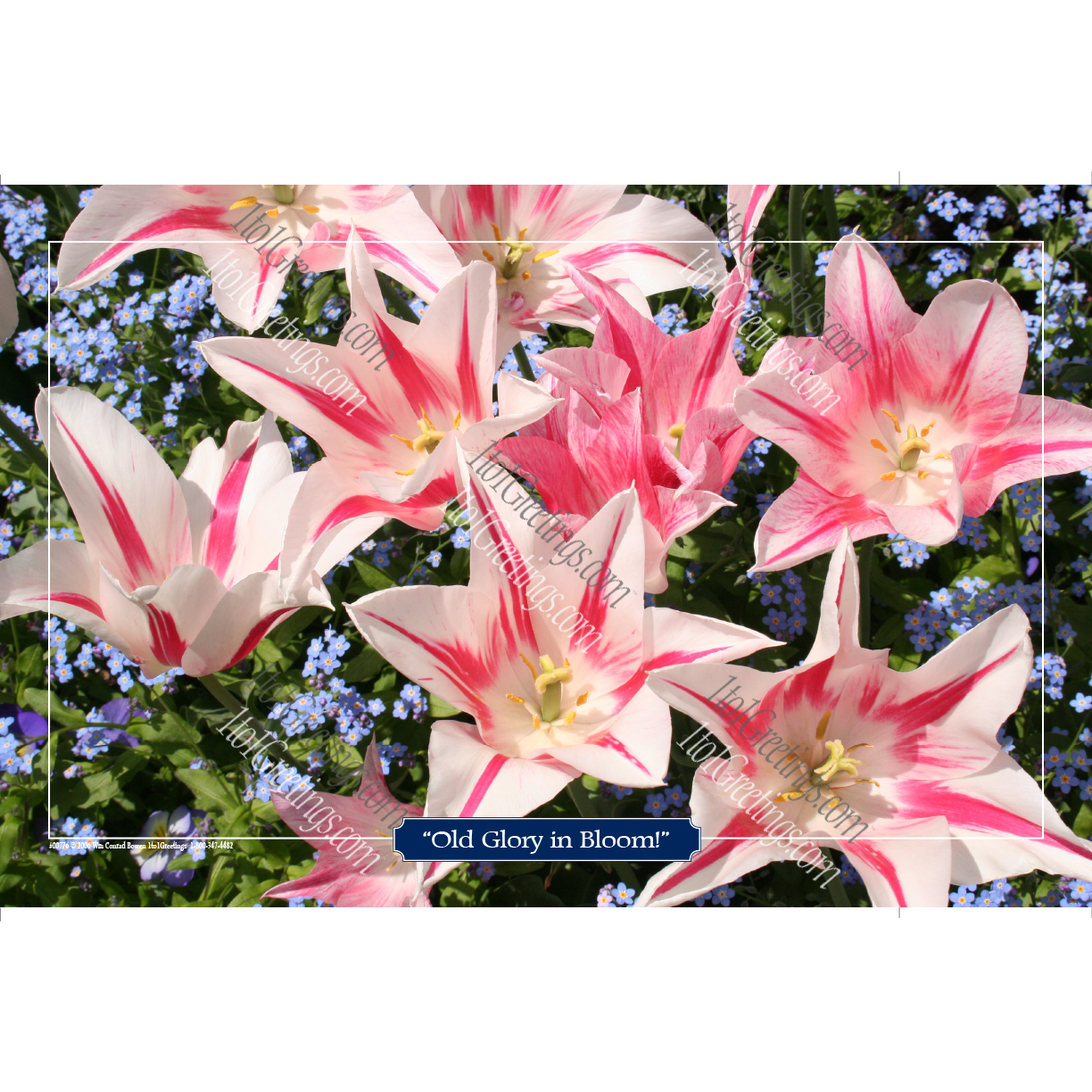 00776-OldGloryInBloom11x17.png
