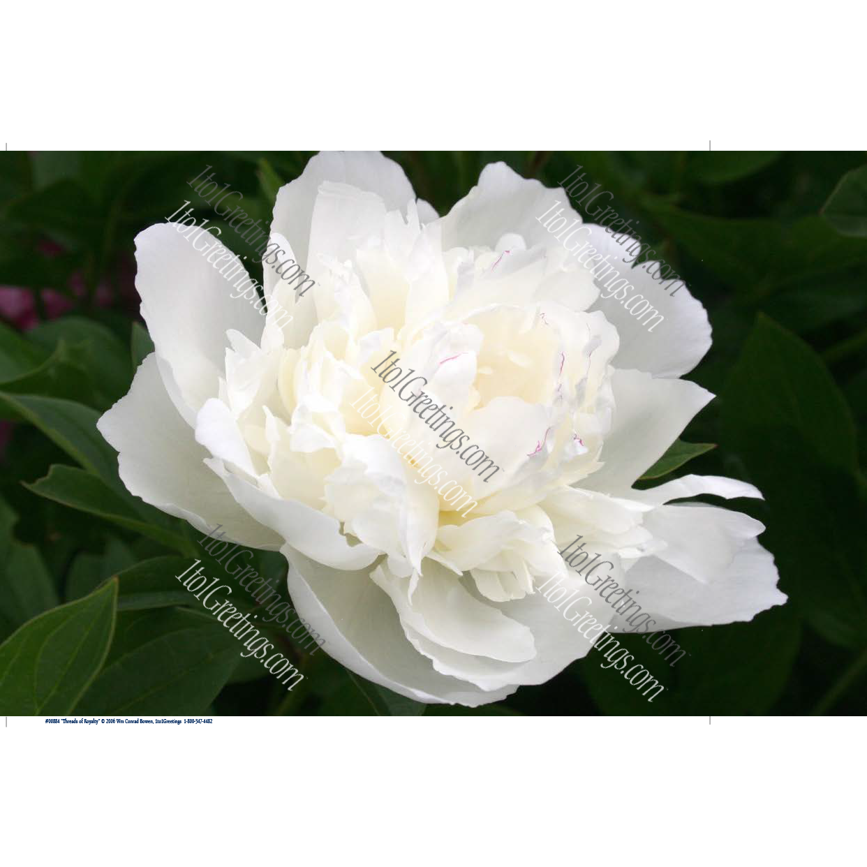 "Threads of Royalty"