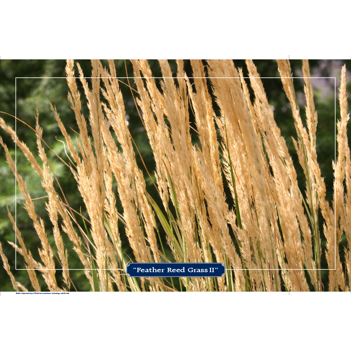 'Feather Reed Grass II' Photo Art Print