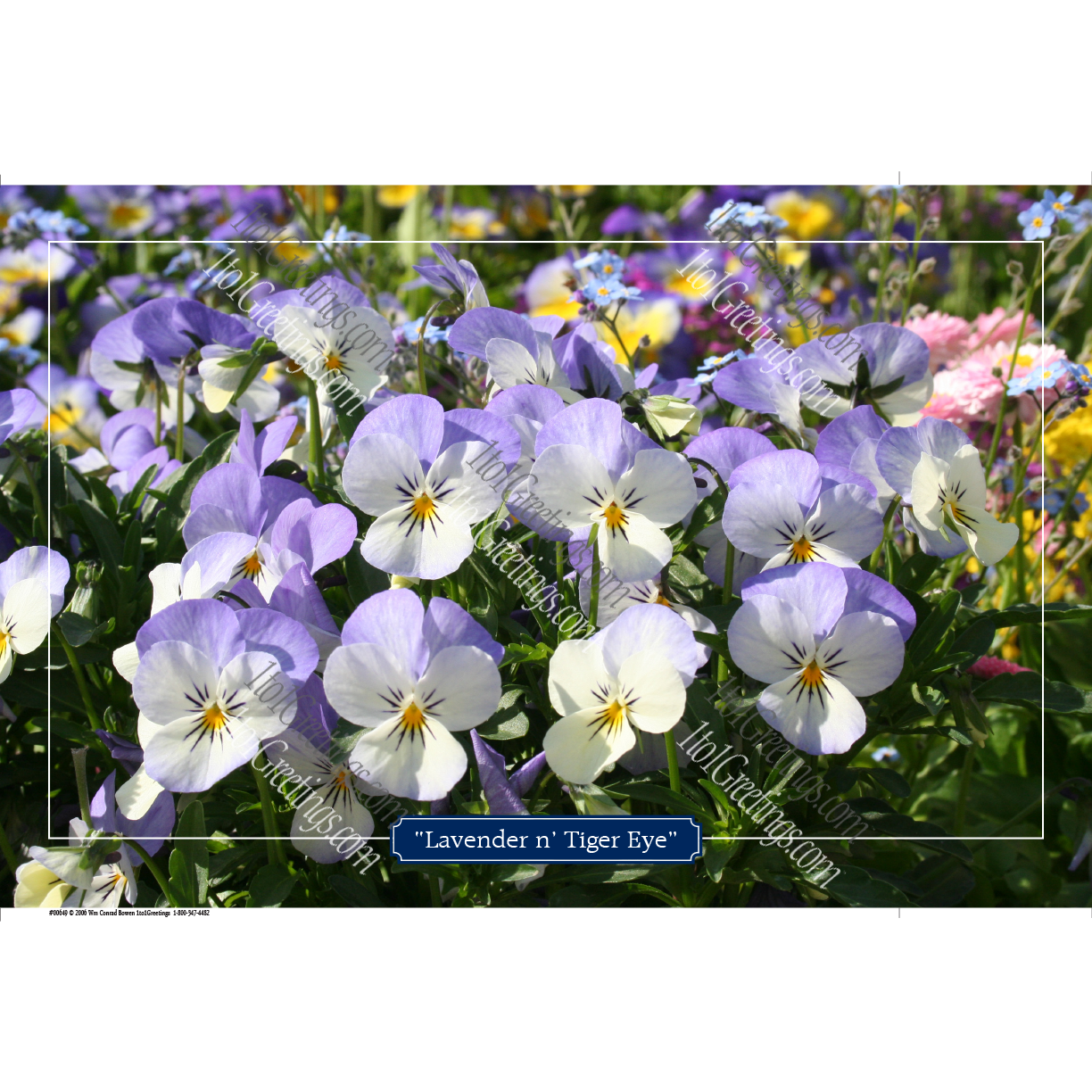 00649 LavenderTigerEye11x17.png