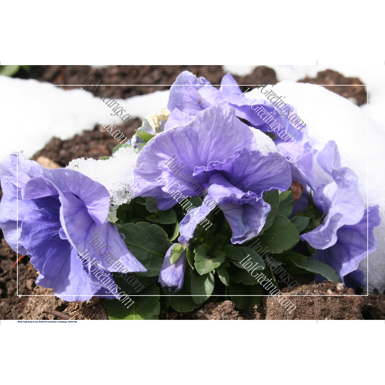 22021-01226-PurplePansiesInSnow.png