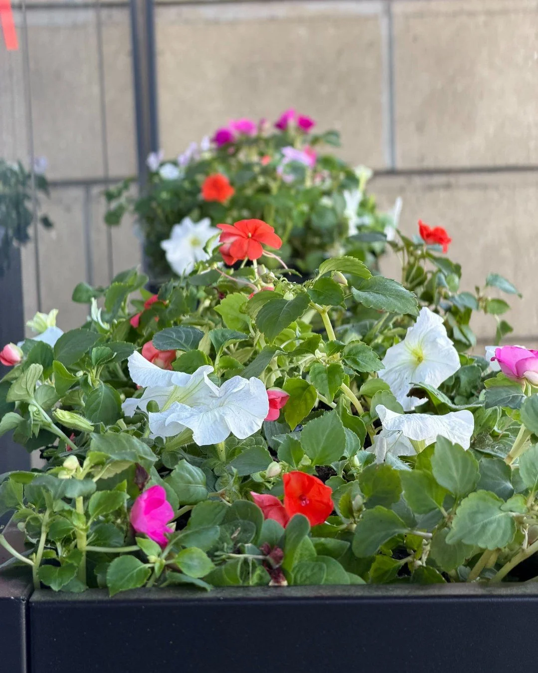 Nature is showing off at The Abigail💐

#Columbus #CCAD #Spring #Downtown