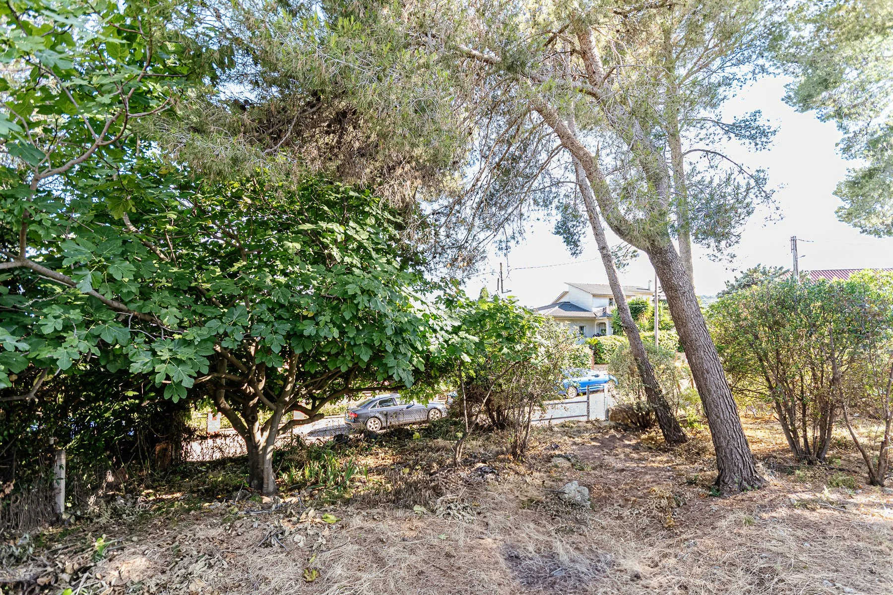 Área de jardín con árboles, arbustos y césped seco, con casas y autos en el fondo, y cielo despejado.