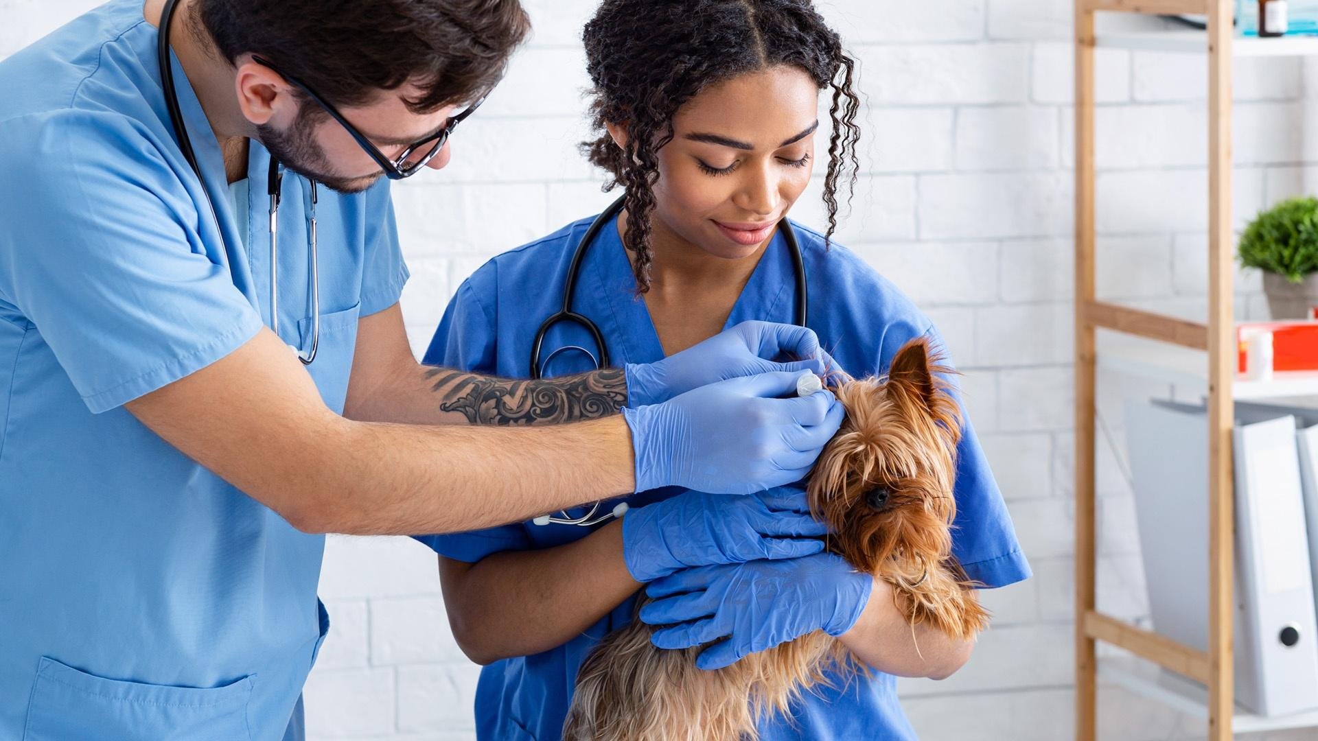f991056c16_1221sm_Vegas-PBS-Veterinary-Assistant_1920x1080.jpg