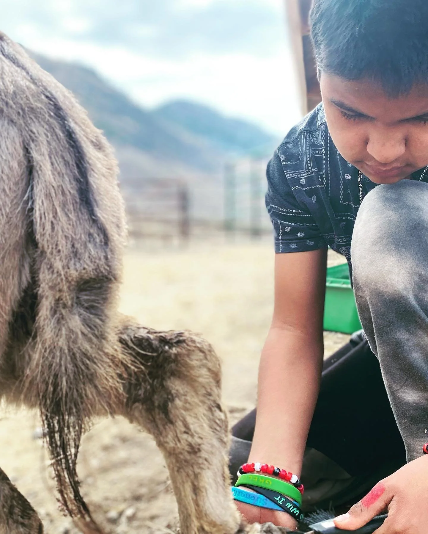 In collaboration with Healing Hearts Donkey Shelter and Refuge, Pascal Sherman youth wrapped up a four week equine-assisted learning program that blended mindfulness, social emotional skills, equine care, management and training methodology. They say