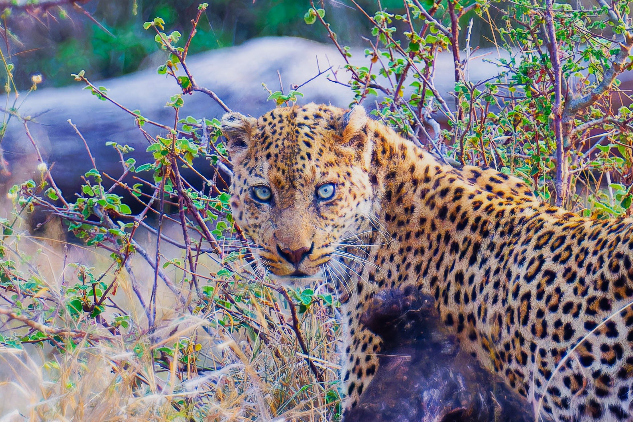 Leopard Look - Kurger