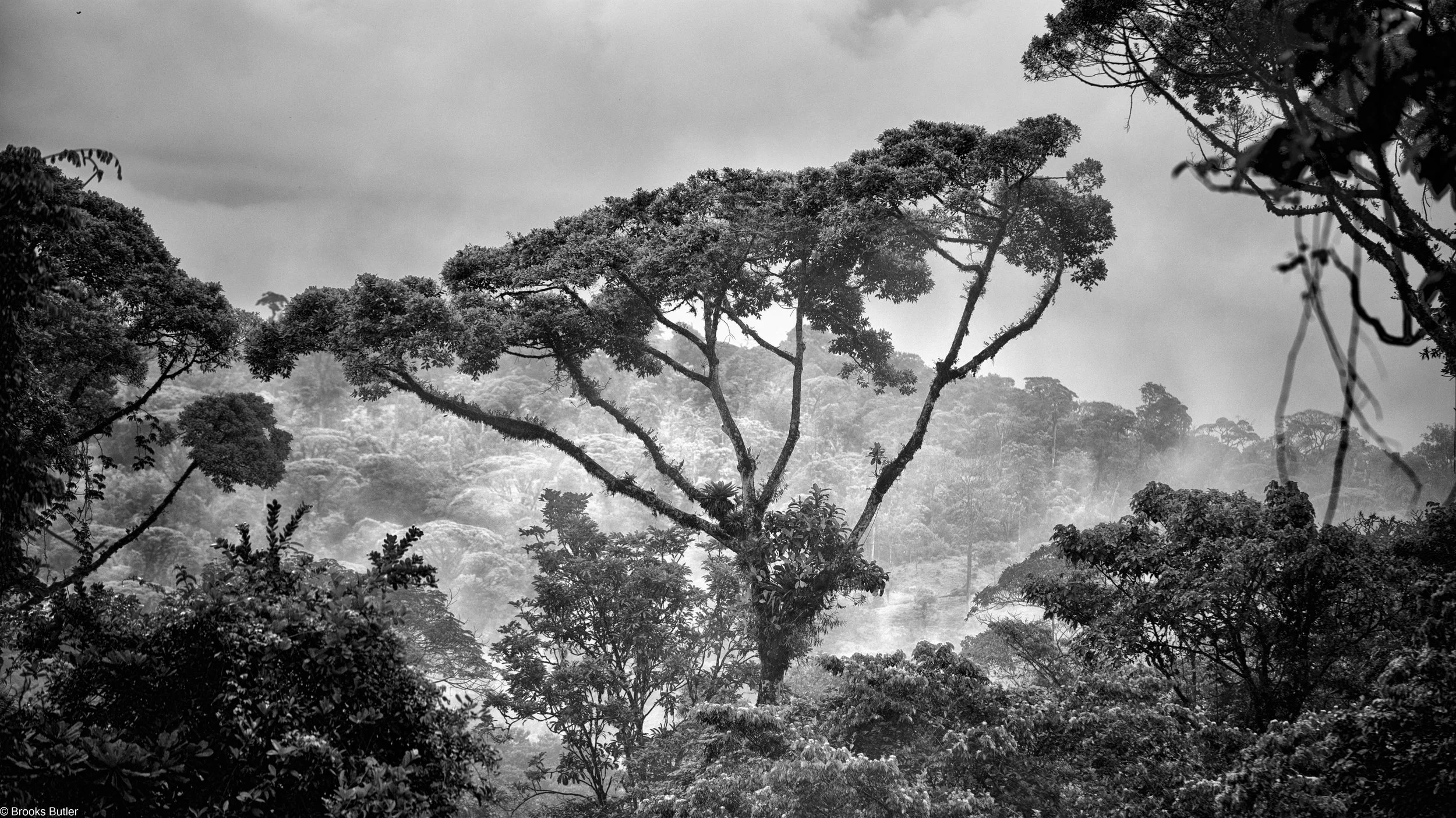 Costa Rican Rain Forest