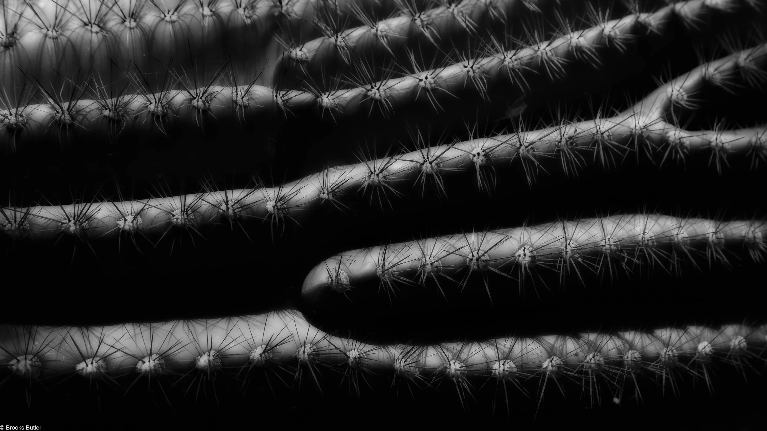 Saguaro