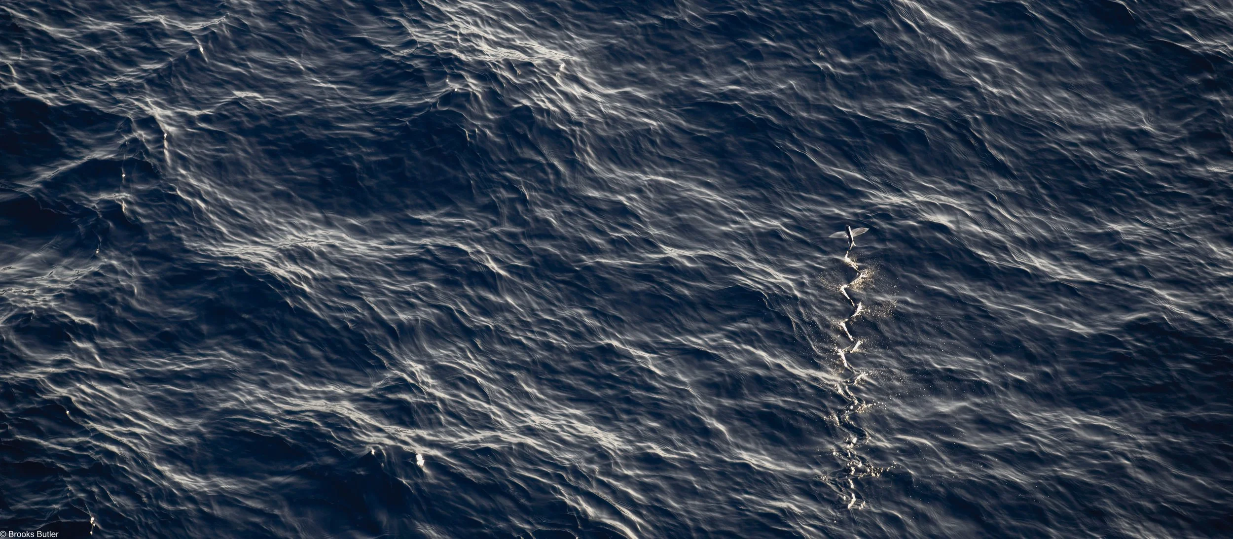 Flying Fish Take-off